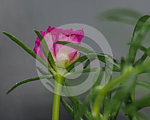 Moss Rose