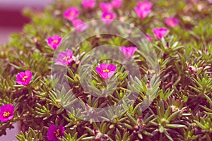 MOSS ROSE PLANT / SANJIVANI BOOTI IN LOCAL REGION OF INDIA. Moss rose is an extremely easy plant to grow, almost to the point of