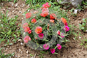 Moss rose or Portulaca grandiflora annual plant with orange and dark pink flowers growing in shape of small bush planted in home
