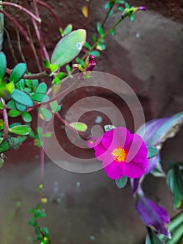 Moss Rose, Portulaca grandiflora in hanging pot