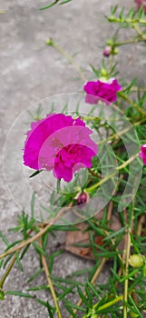 Moss-rose,Portulaca Grandiflora is a succulent,Portulacaceae. Time flower,10 o`clock flower,Portulaca, 9 o`clockflower,purslane