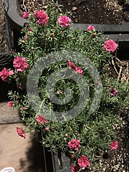 Moss-rose purslane pink 5983