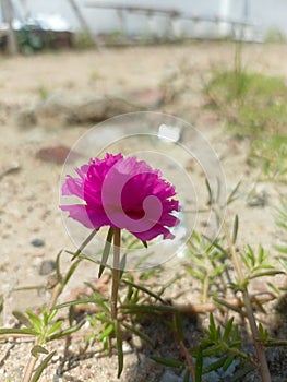 A Moss-rose purslane plant