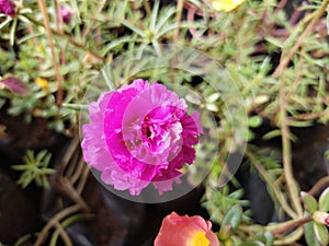 Moss rose purslane plant close up