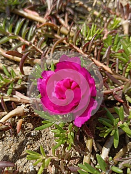 A Moss-rose purslane plant in the garden or park