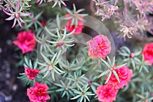 Moss-rose purslane red 1179 c