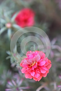 Moss-rose purslane red 1193