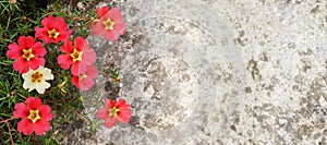 Moss roses Portulaca flowers against concrete background