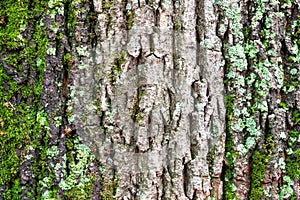 Moss on rough bark on old trunk of maple tree