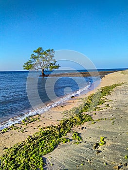 Moss on the sand in coastal with combination of mangrove tree amidst the seawater, Timor-Leste photo