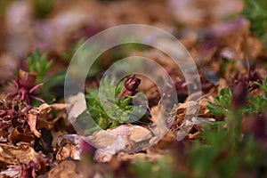 Moss saxifrage (Saxifraga x arendsii) - flower bud