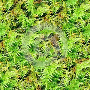 Moss seamless texture background.