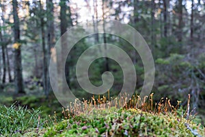 Moss seeds closeup in a forest