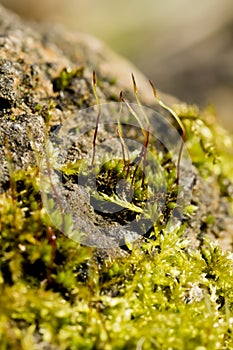 Moss seta growing on a rock. photo