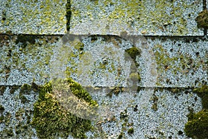 Moss on shingles