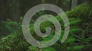 Moss and small coniferous bushes growing over falling tree in forest, closeup detail, camera slides near