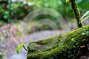 Moss and small plants growing on a fallen log in the rainforests around Arneal, Alajuela, Costa Rica