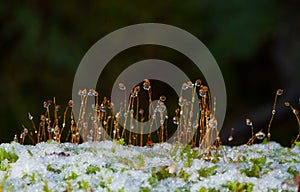 Moss in snow