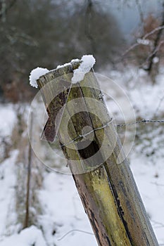 Moss and snow covered fence post with barb wire in winter