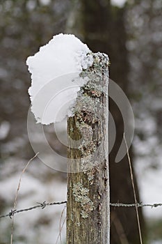 Moss and snow covered fence post with barb wire in winter