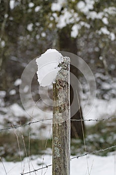 Moss and snow covered fence post with barb wire in winter