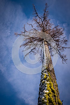 Moss and snow covered tree trunk pointing to the sky