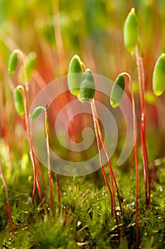 Moss spore capsules