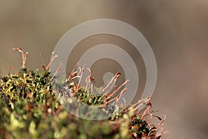 Moss spore capsules in the forest close up