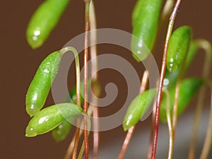 Moss - Sporophytes close up