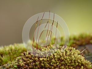 Moss - Sporophytes close up