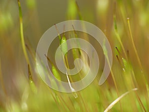 Moss - Sporophytes close up