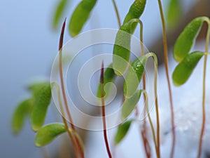 Moss - Sporophytes close up