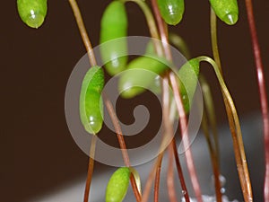 Moss - Sporophytes close up
