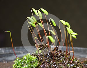 Moss - Sporophytes close up