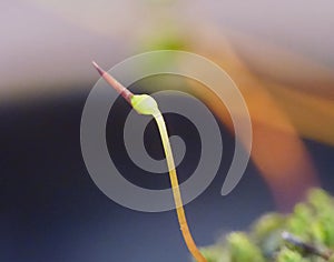 Moss - Sporophytes close up