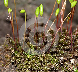 Moss - Sporophytes close up