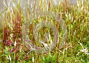 Moss - Sporophytes close up