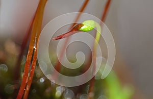 Moss - Sporophytes close up