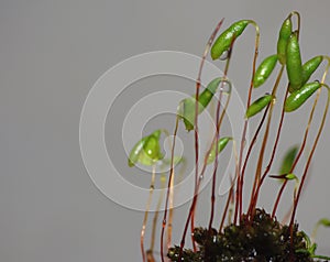 Moss - Sporophytes close up