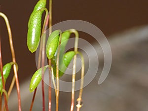 Moss - Sporophytes close up blurred background