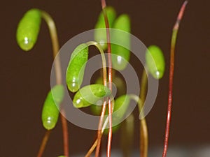 Moss - Sporophytes close up blurred background