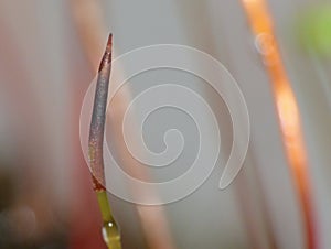 Moss - Sporophytes close up blurred background