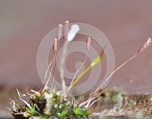 Moss - Sporophytes close up blurred background