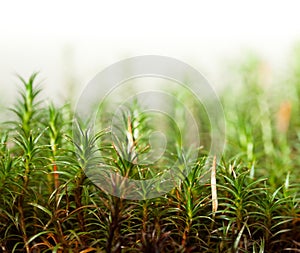 Moss with sporophytes
