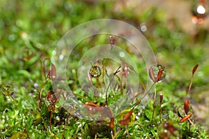 Moss - Sporophytes water drop close up with blurred background