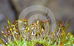 Moss - Sporophytes water drop close up with blurred background