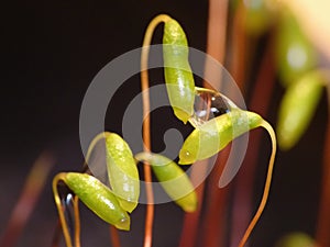 Moss - Sporophytes water drop close up dark with blurred background