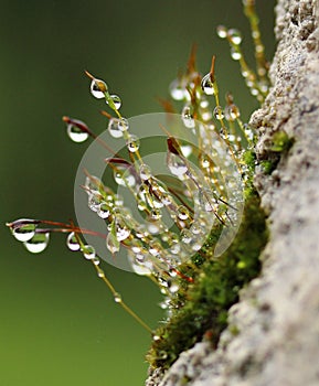 Moss with sporophytes and water droplets