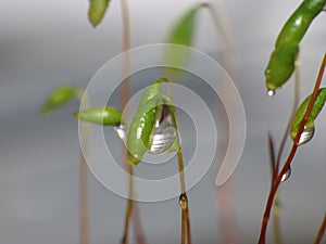 Moss - Sporophytes with water drops