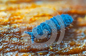 Moss Springtail - Neanura muscorum. Decomposer.